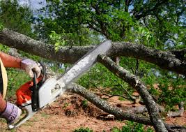 Best Grass Overseeding  in Phillipsburg, GA